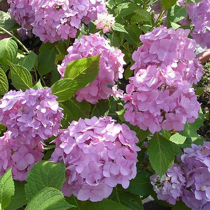 Early Sensation Hydrangea - LandscapeDirect