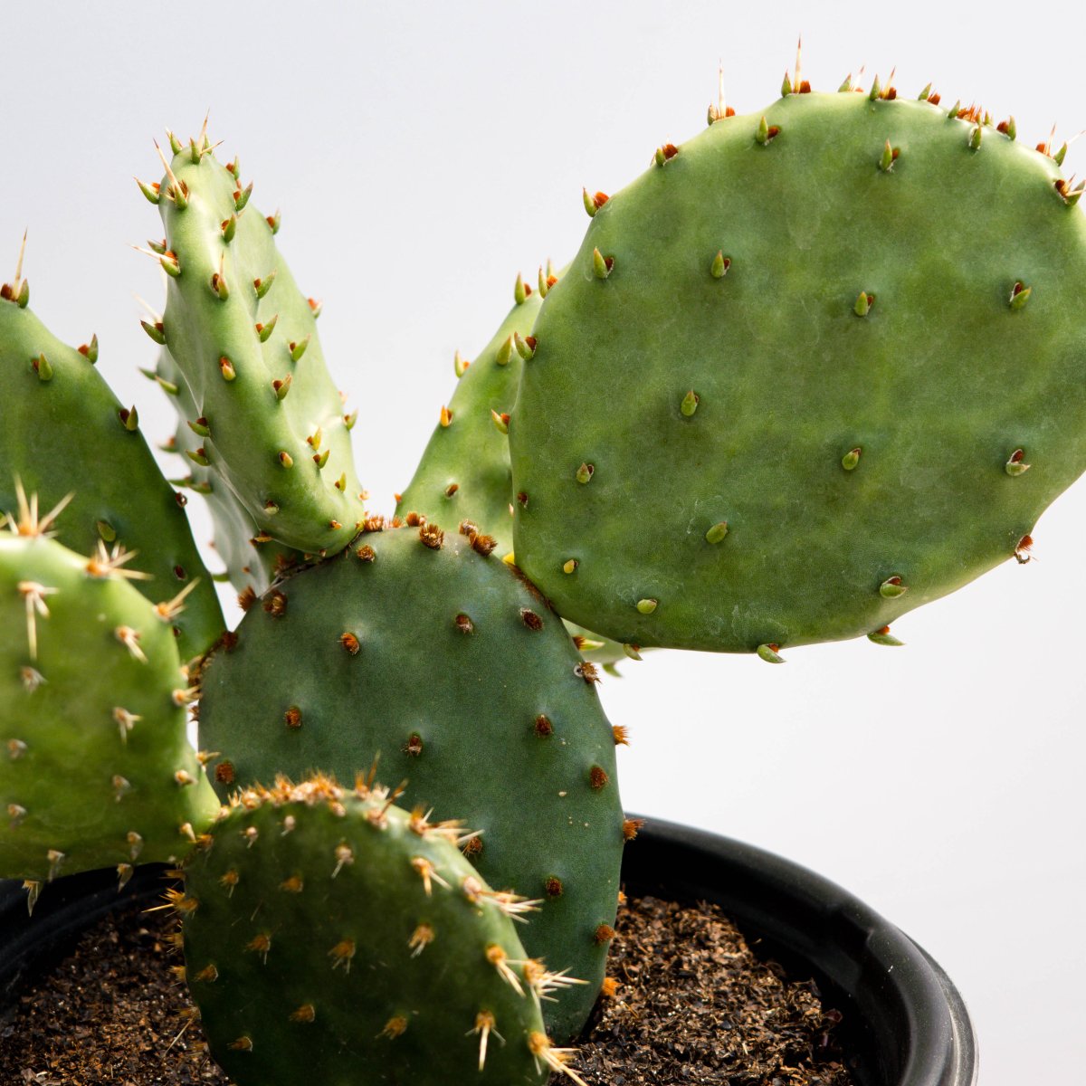 Eastern Prickly Pear Cactus - LandscapeDirect