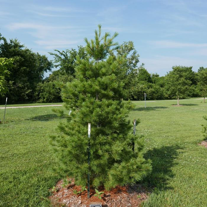 Eastern White Pine