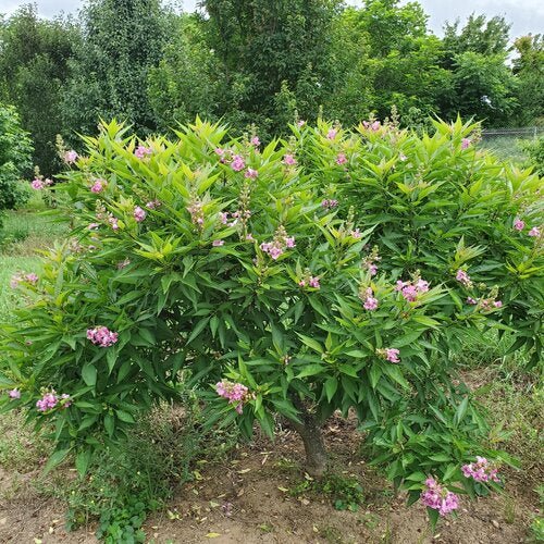 El Nio Desert Orchid - LandscapeDirect