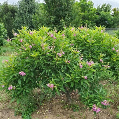 El Nio Desert Orchid - LandscapeDirect