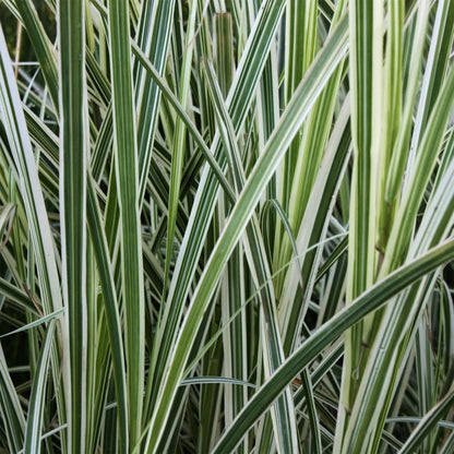 Eldorado Feather Reed Grass - LandscapeDirect