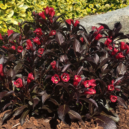 Electric Love Weigela - LandscapeDirect