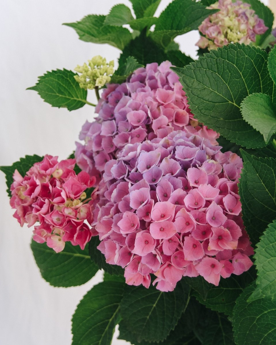 Elizabeth Ashley Hydrangea - LandscapeDirect