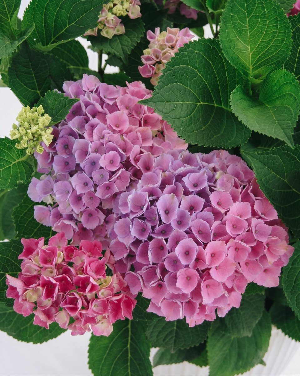 Elizabeth Ashley Hydrangea - LandscapeDirect