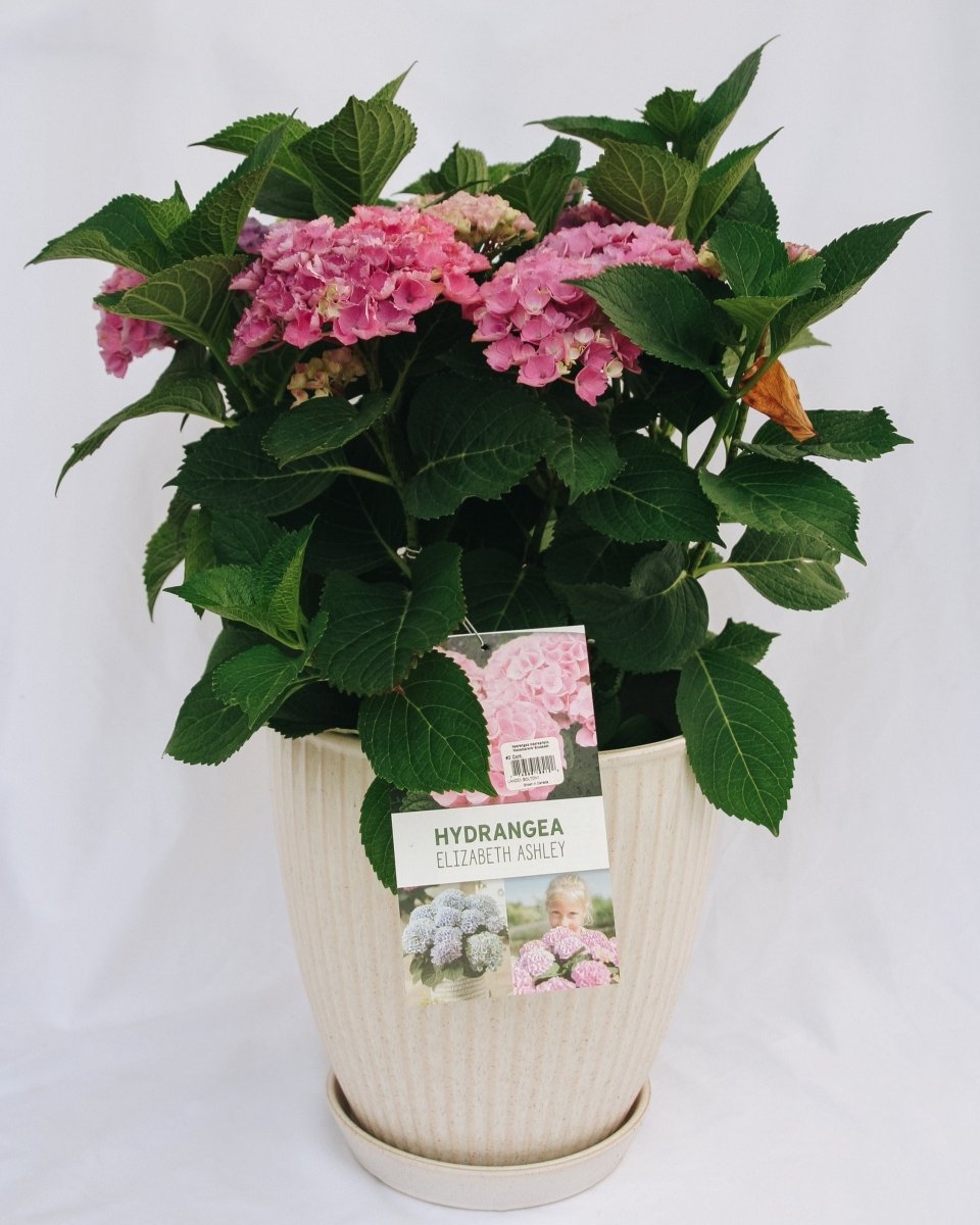 Elizabeth Ashley Hydrangea – LandscapeDirect