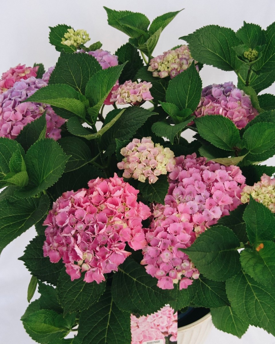 Elizabeth Ashley Hydrangea - LandscapeDirect