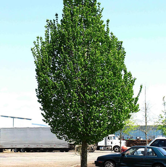 Emerald Avenue European Hornbeam - LandscapeDirect