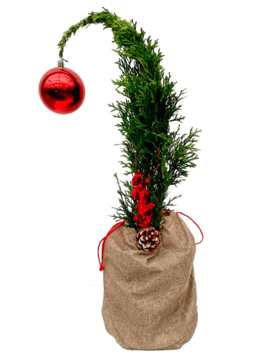 Emerald Cedar Grinch Tree - LandscapeDirect