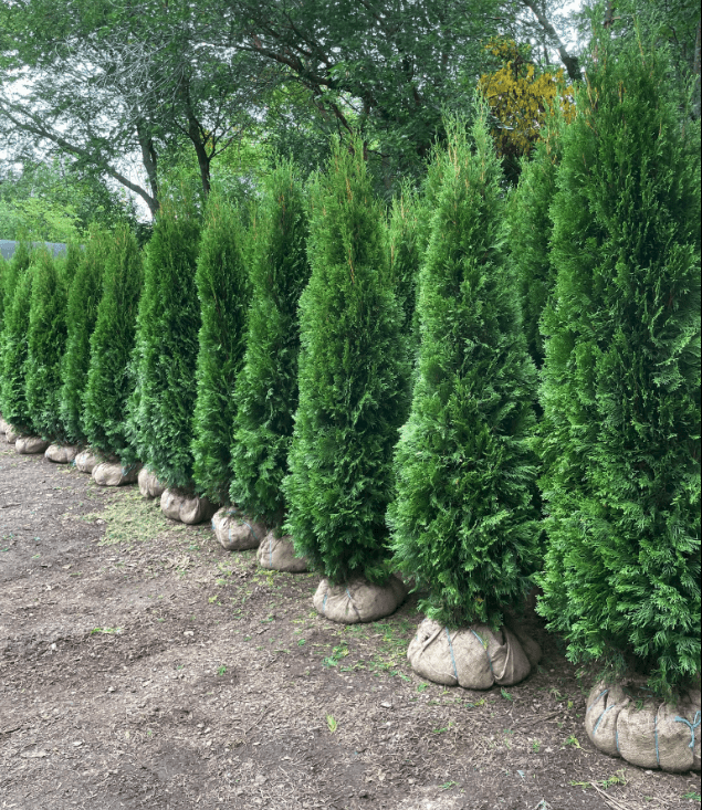 Emerald Cedars - LandscapeDirect
