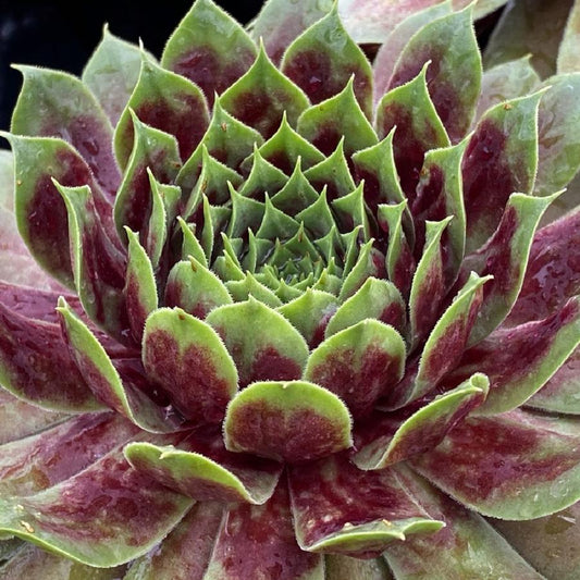 Emerald Explosion Hens and Chicks - LandscapeDirect