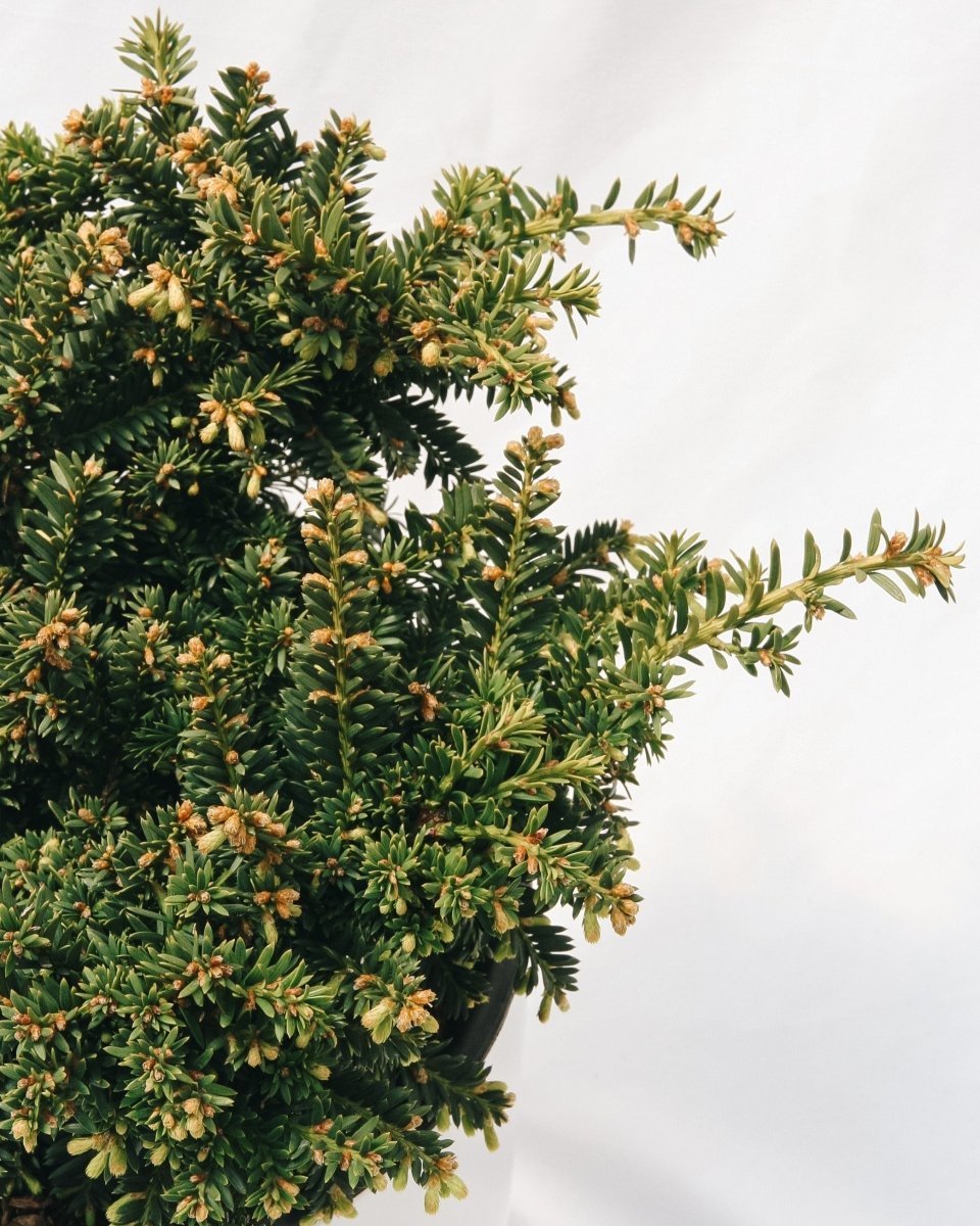 Emerald Spreader Cone Yew - LandscapeDirect