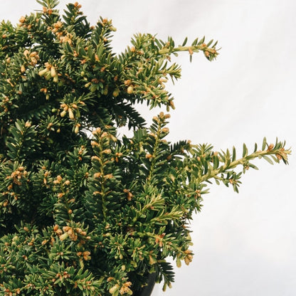 Emerald Spreader Cone Yew - LandscapeDirect