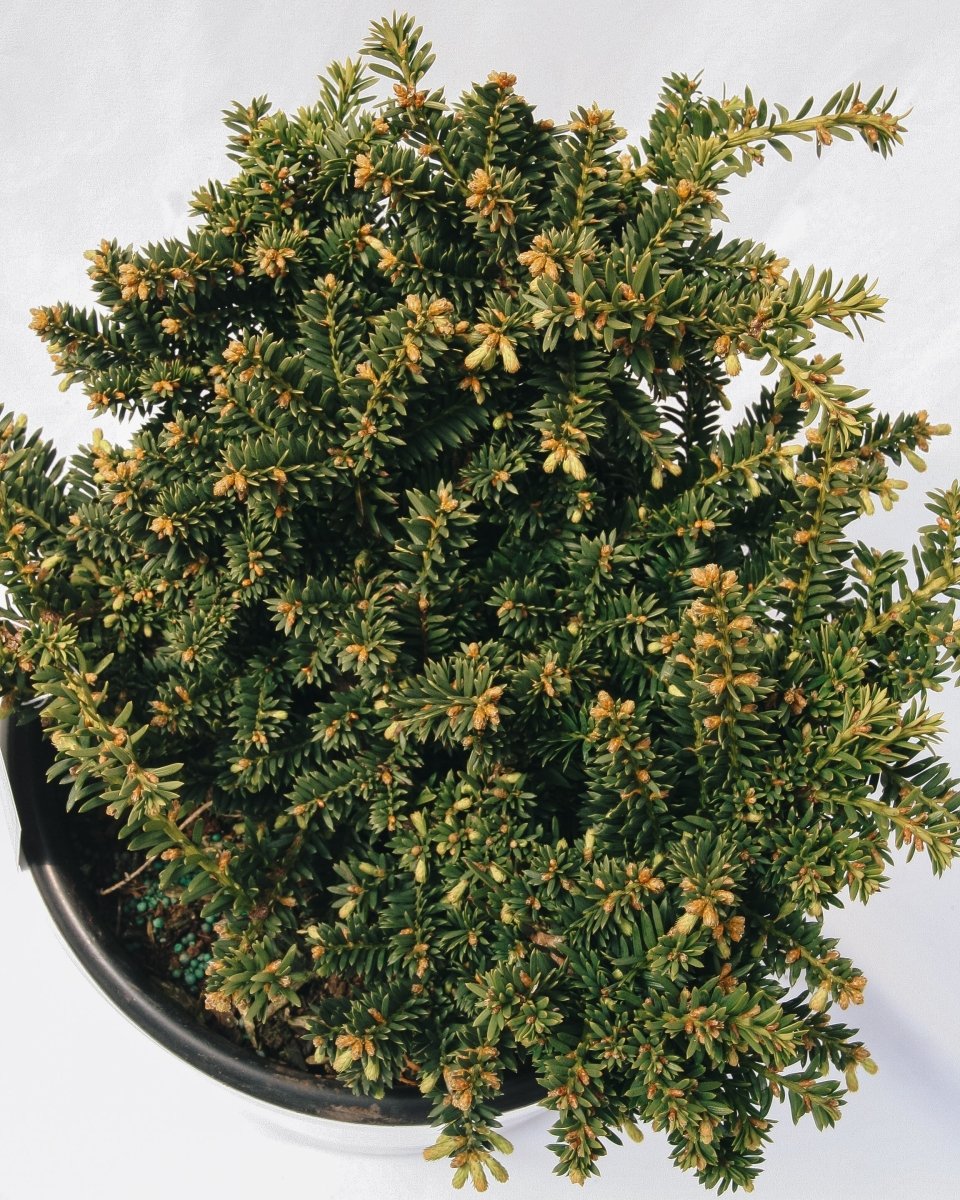 Emerald Spreader Cone Yew - LandscapeDirect