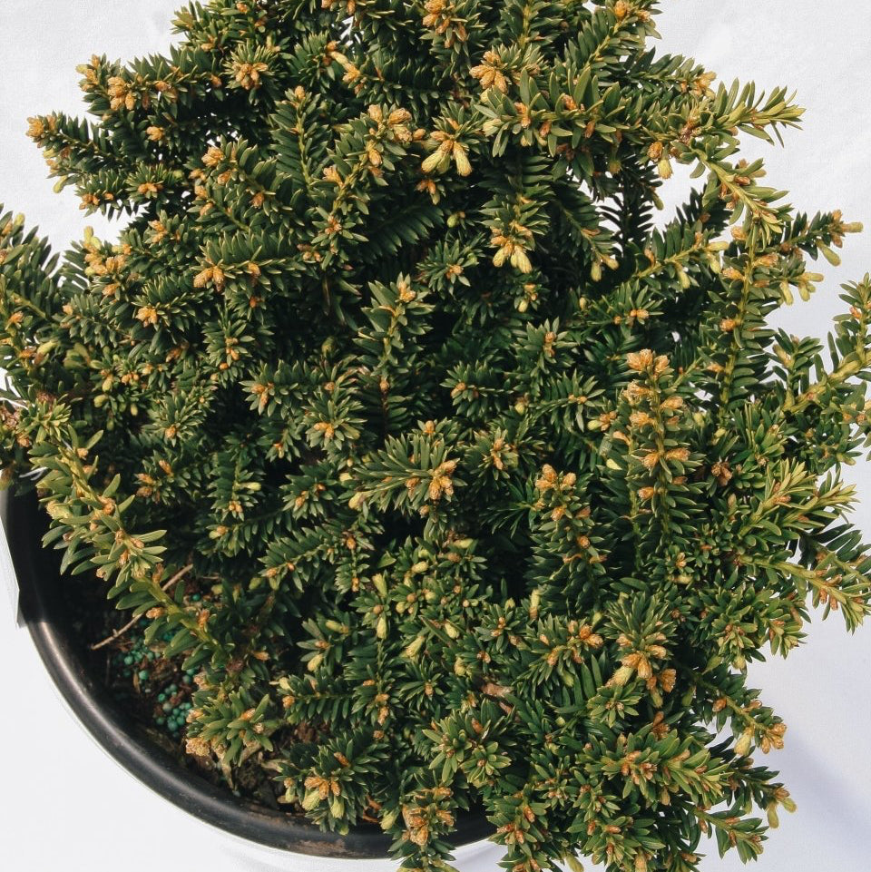 Emerald Spreader Cone Yew - LandscapeDirect
