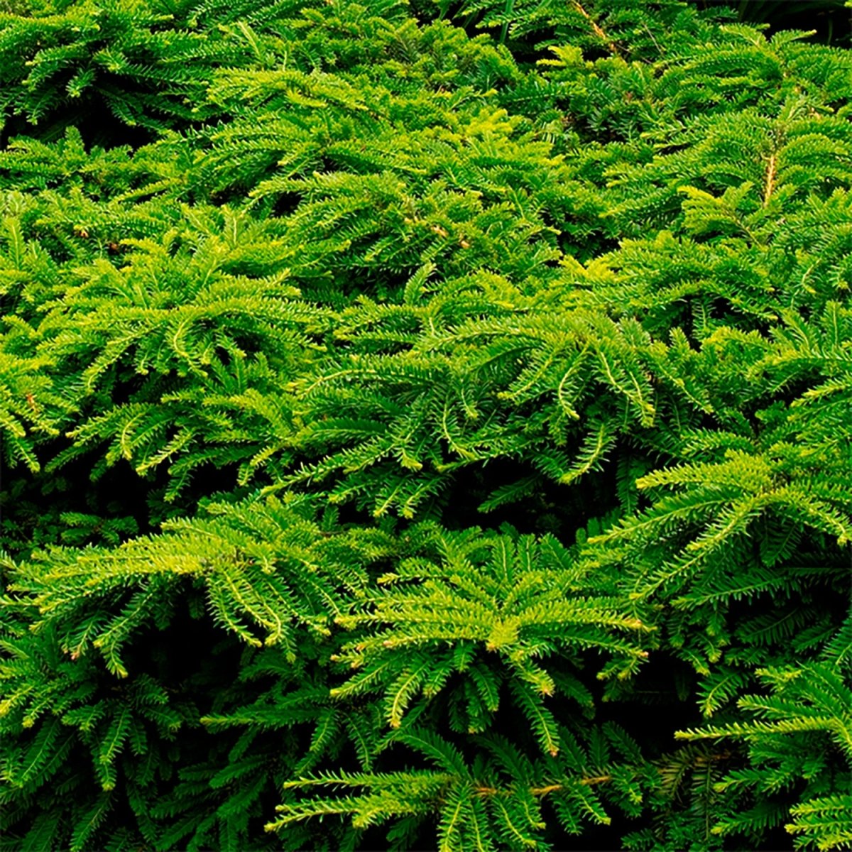 Emerald Spreader Cone Yew - LandscapeDirect