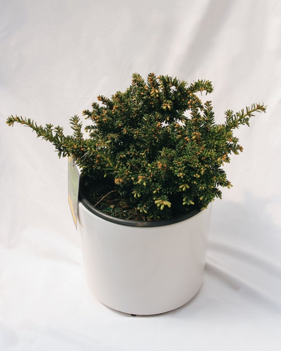 Emerald Spreader Cone Yew - LandscapeDirect