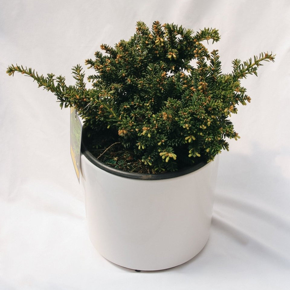 Emerald Spreader Cone Yew - LandscapeDirect