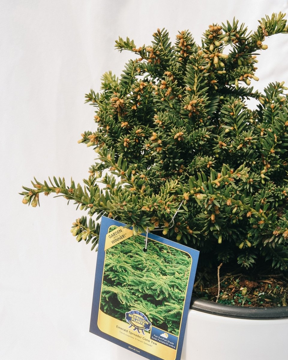 Emerald Spreader Cone Yew - LandscapeDirect