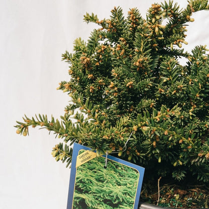 Emerald Spreader Cone Yew - LandscapeDirect