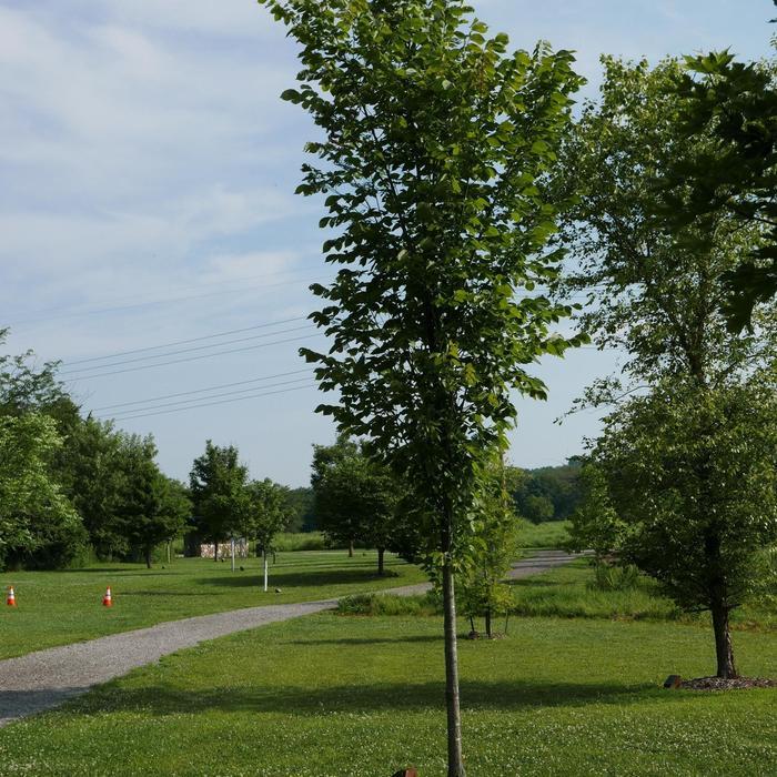 Emerald Sunshine Elm - LandscapeDirect