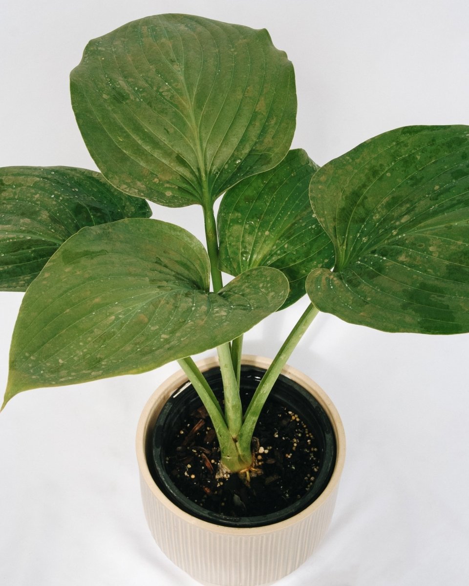 Empress Wu Hosta - LandscapeDirect