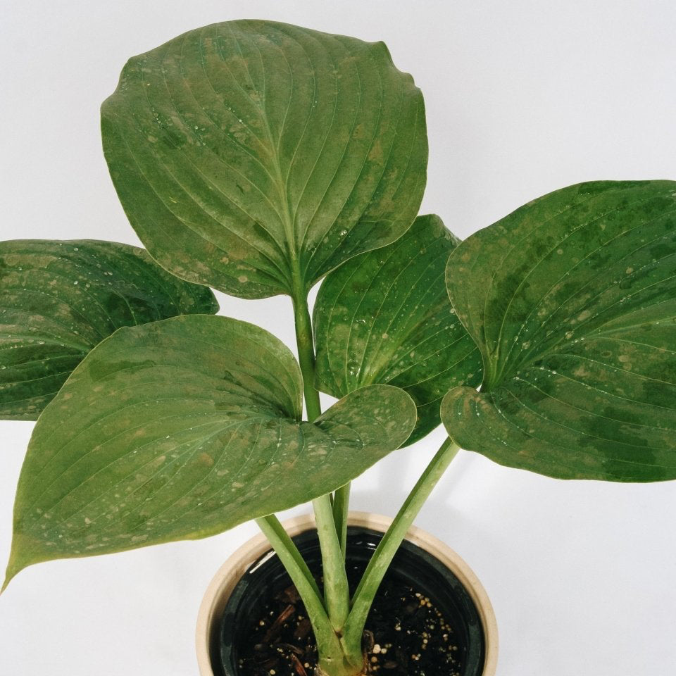 Empress Wu Hosta - LandscapeDirect