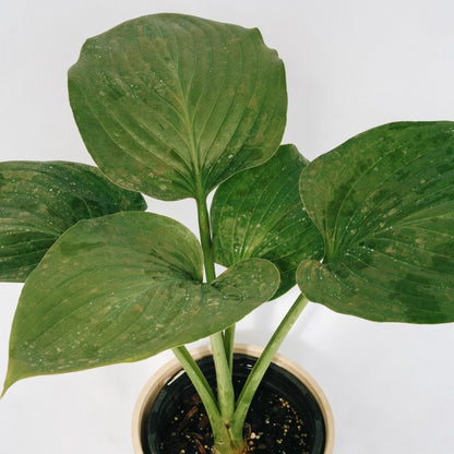 Empress Wu Hosta - LandscapeDirect