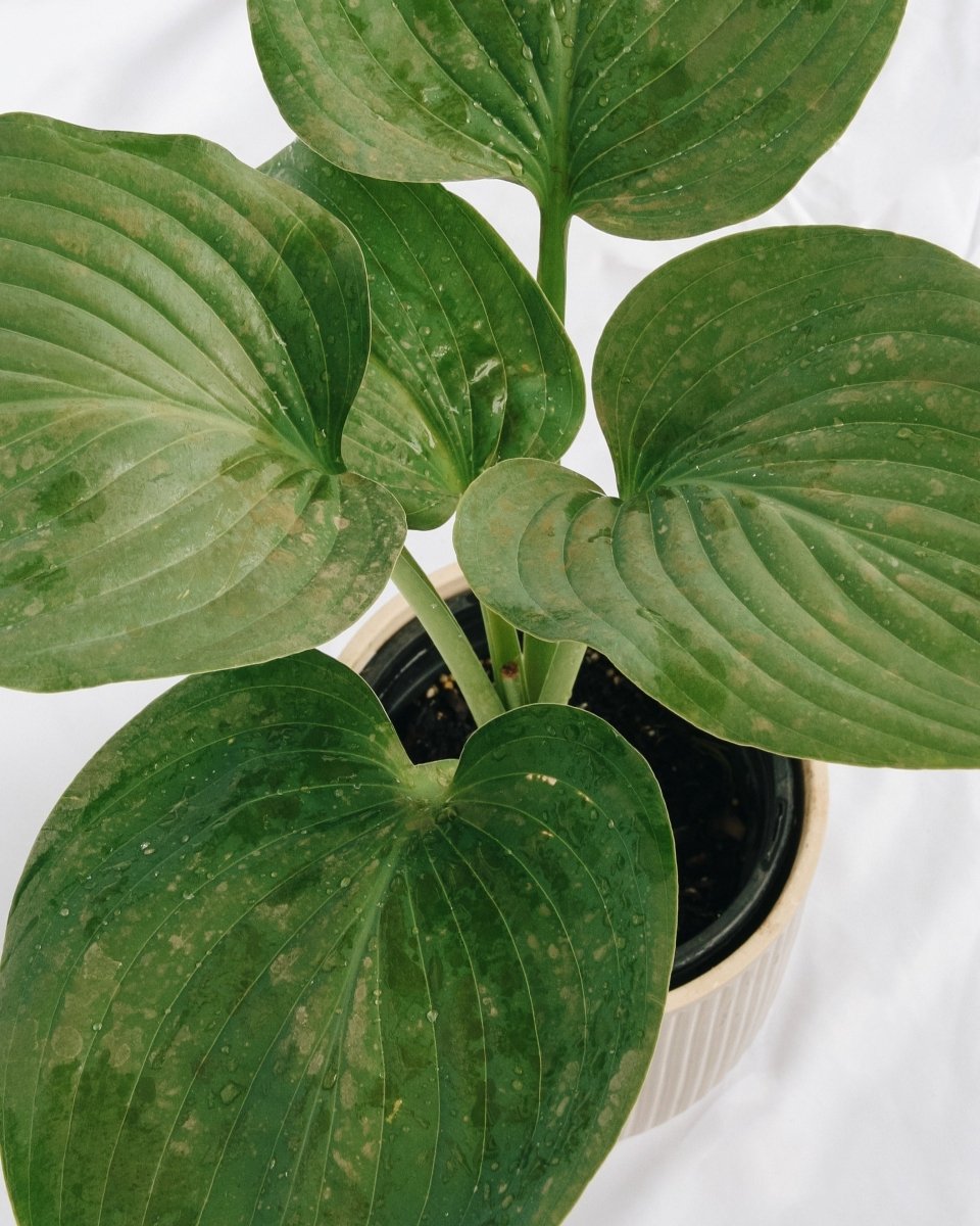 Empress Wu Hosta - LandscapeDirect