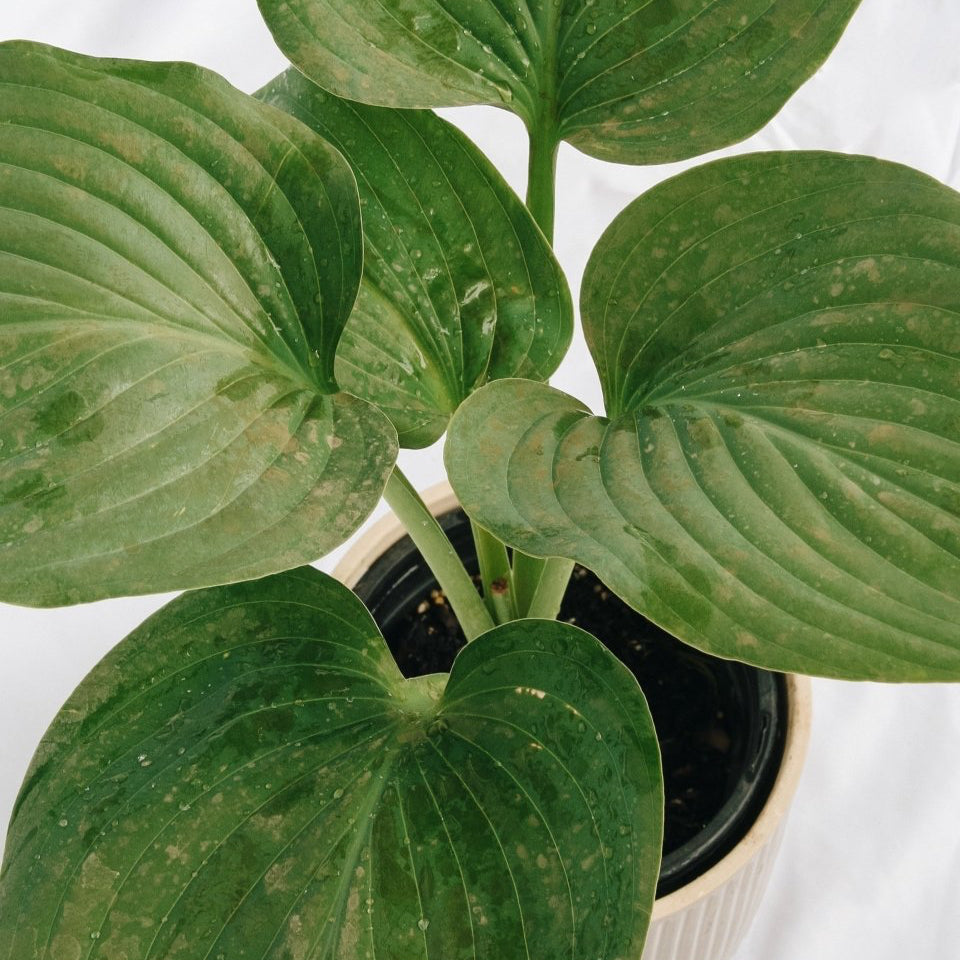 Empress Wu Hosta - LandscapeDirect