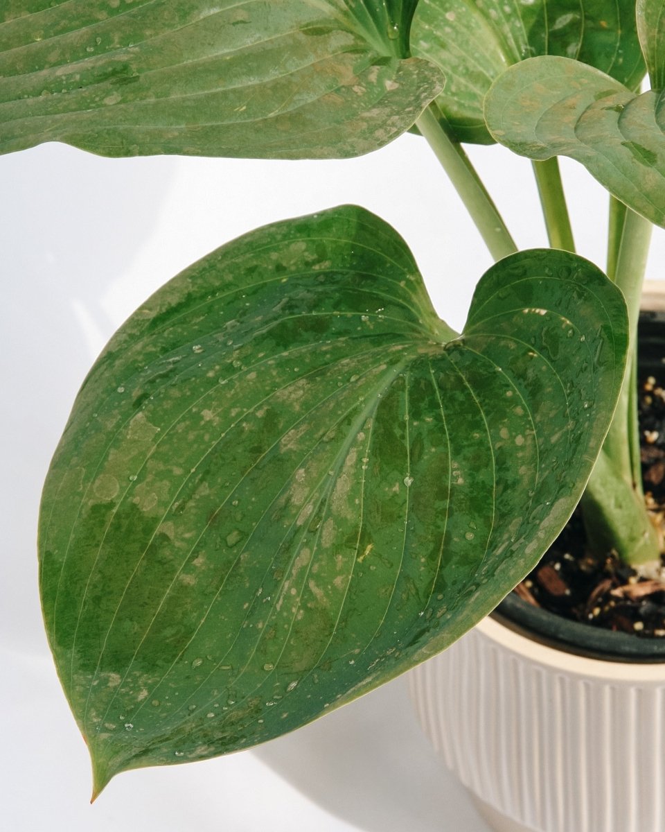 Empress Wu Hosta - LandscapeDirect