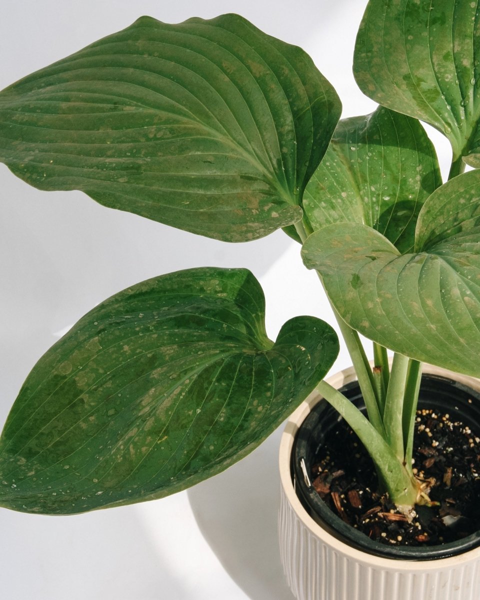 Empress Wu Hosta - LandscapeDirect