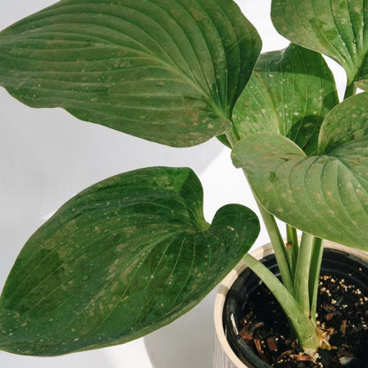 Empress Wu Hosta - LandscapeDirect