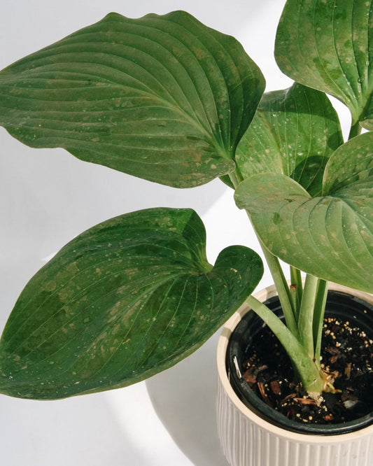 Empress Wu Hosta - LandscapeDirect