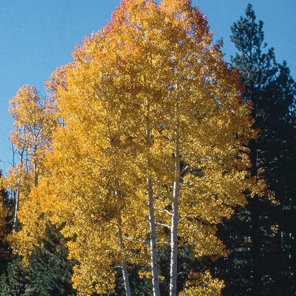 Erect Quaking Aspen - LandscapeDirect
