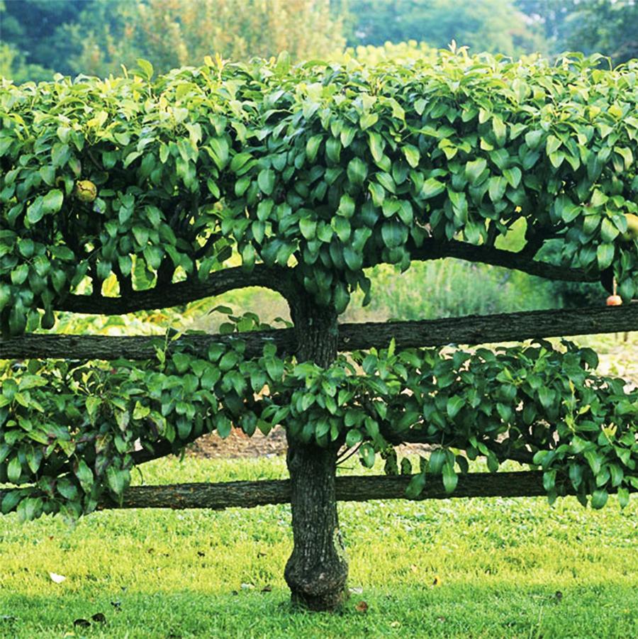 Espalier Apple Tree - LandscapeDirect