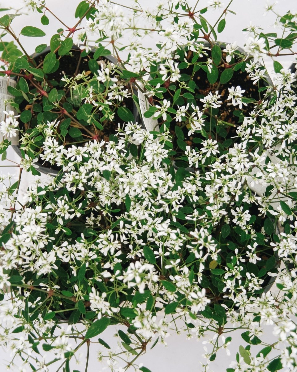 Euphorbia Diamond Snow - LandscapeDirect