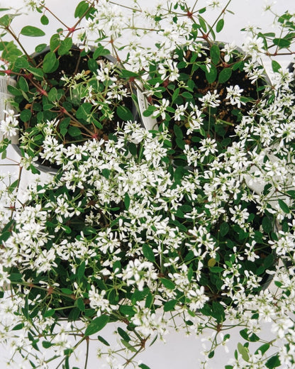 Euphorbia Diamond Snow - LandscapeDirect