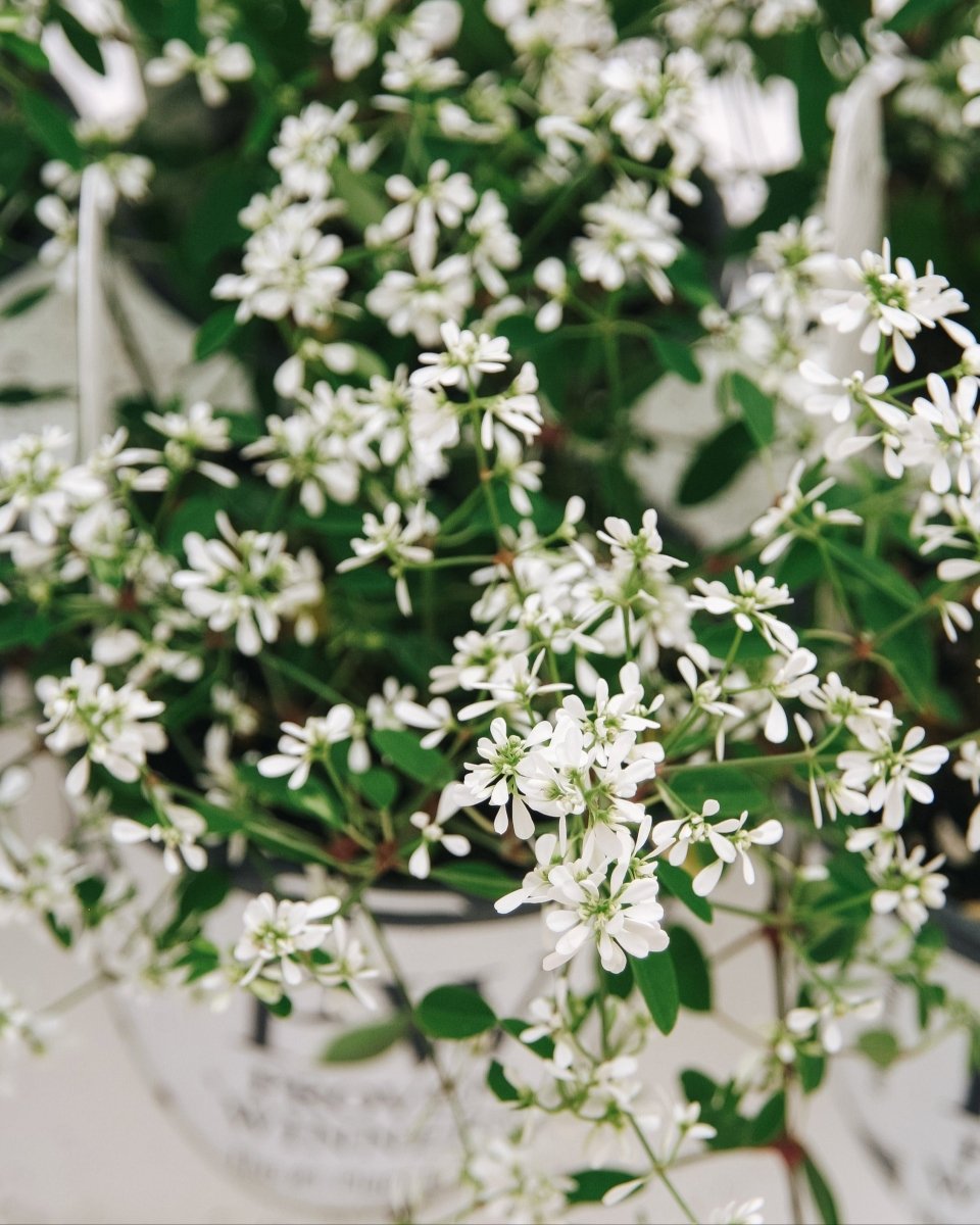 Euphorbia Diamond Snow - LandscapeDirect