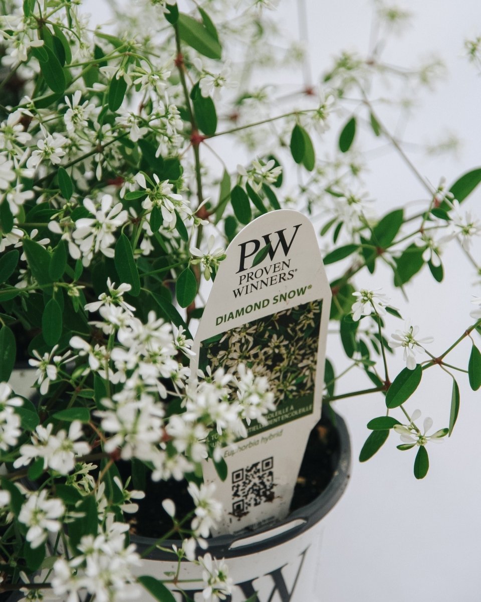 Euphorbia Diamond Snow - LandscapeDirect