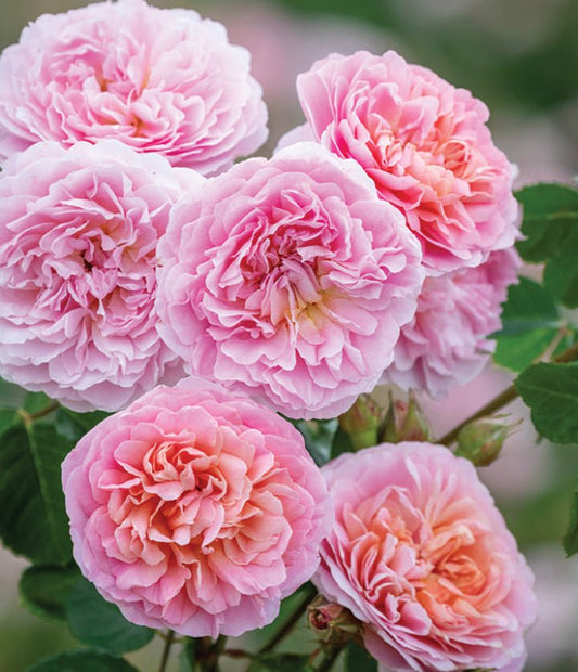 Eustacia Vye English Rose - LandscapeDirect