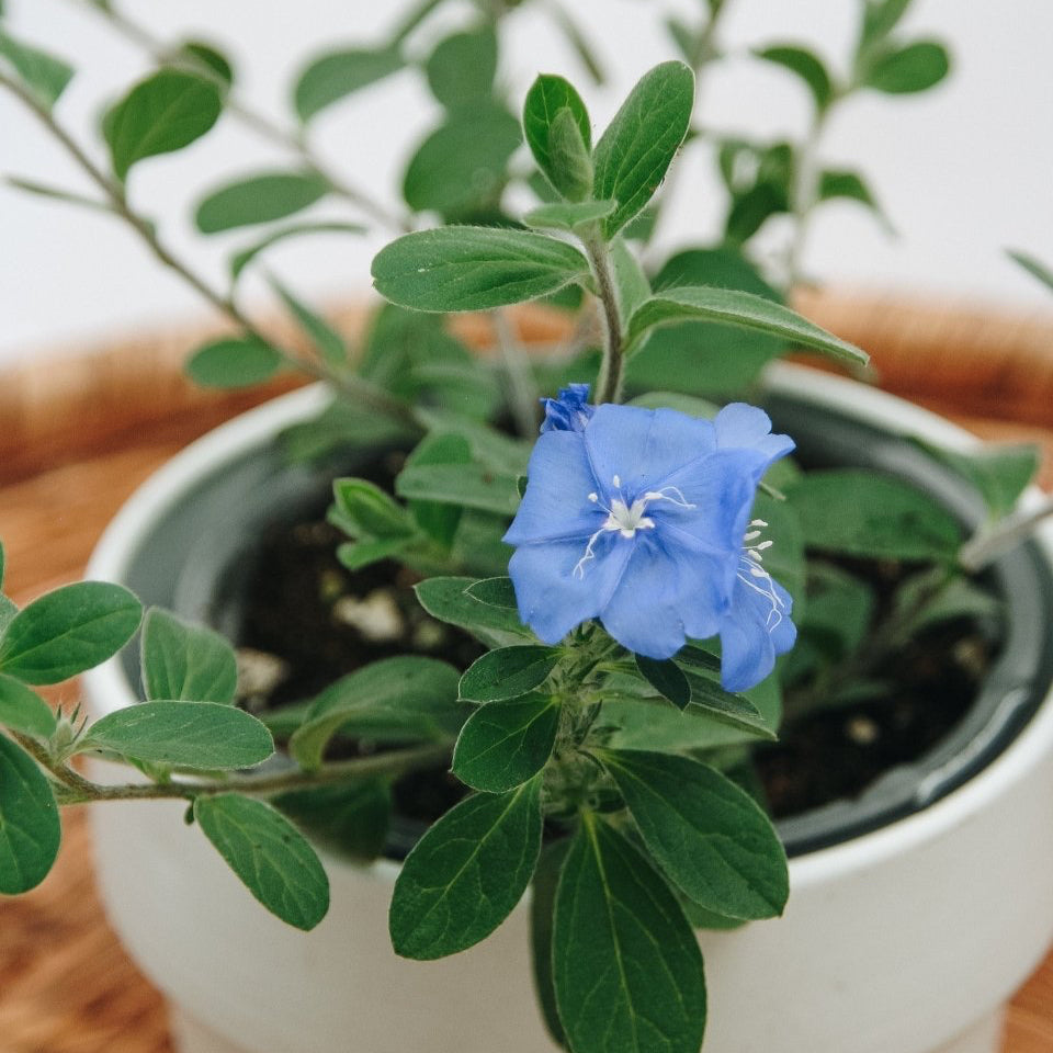 Evolvulus Blue My Mind - LandscapeDirect
