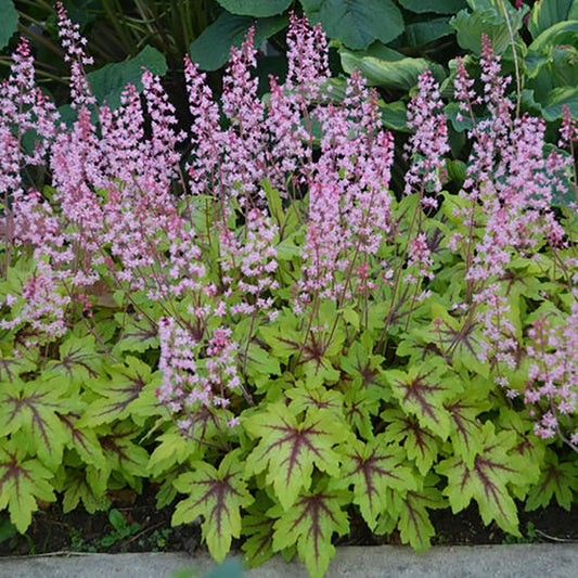 Eye Spy Foamy Bells - LandscapeDirect