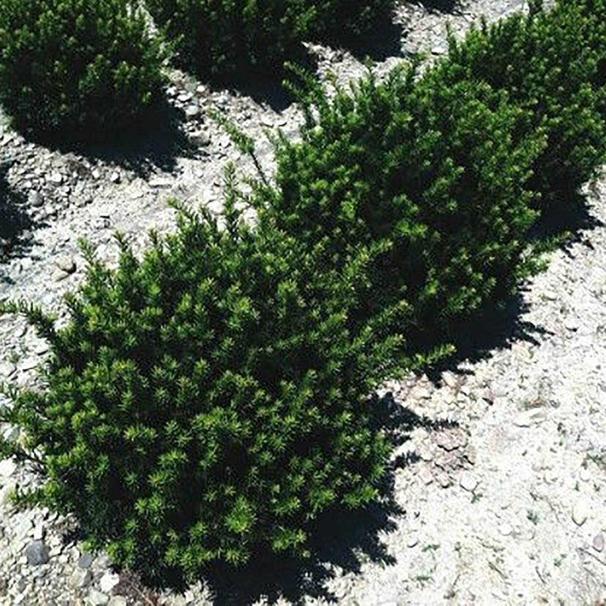 Fairview Yew - LandscapeDirect