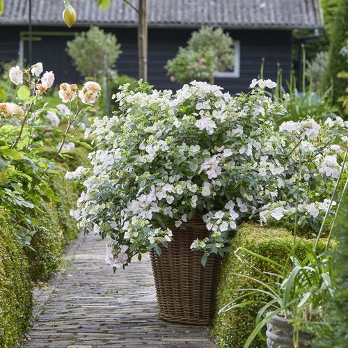 Fairytrail Bride¨ Cascade Hydrangea - LandscapeDirect