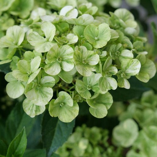 Fairytrailª Green Cascade Hydrangea - LandscapeDirect