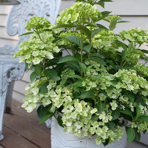 Fairytrailª Green Cascade Hydrangea - LandscapeDirect