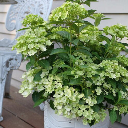 Fairytrailª Green Cascade Hydrangea - LandscapeDirect