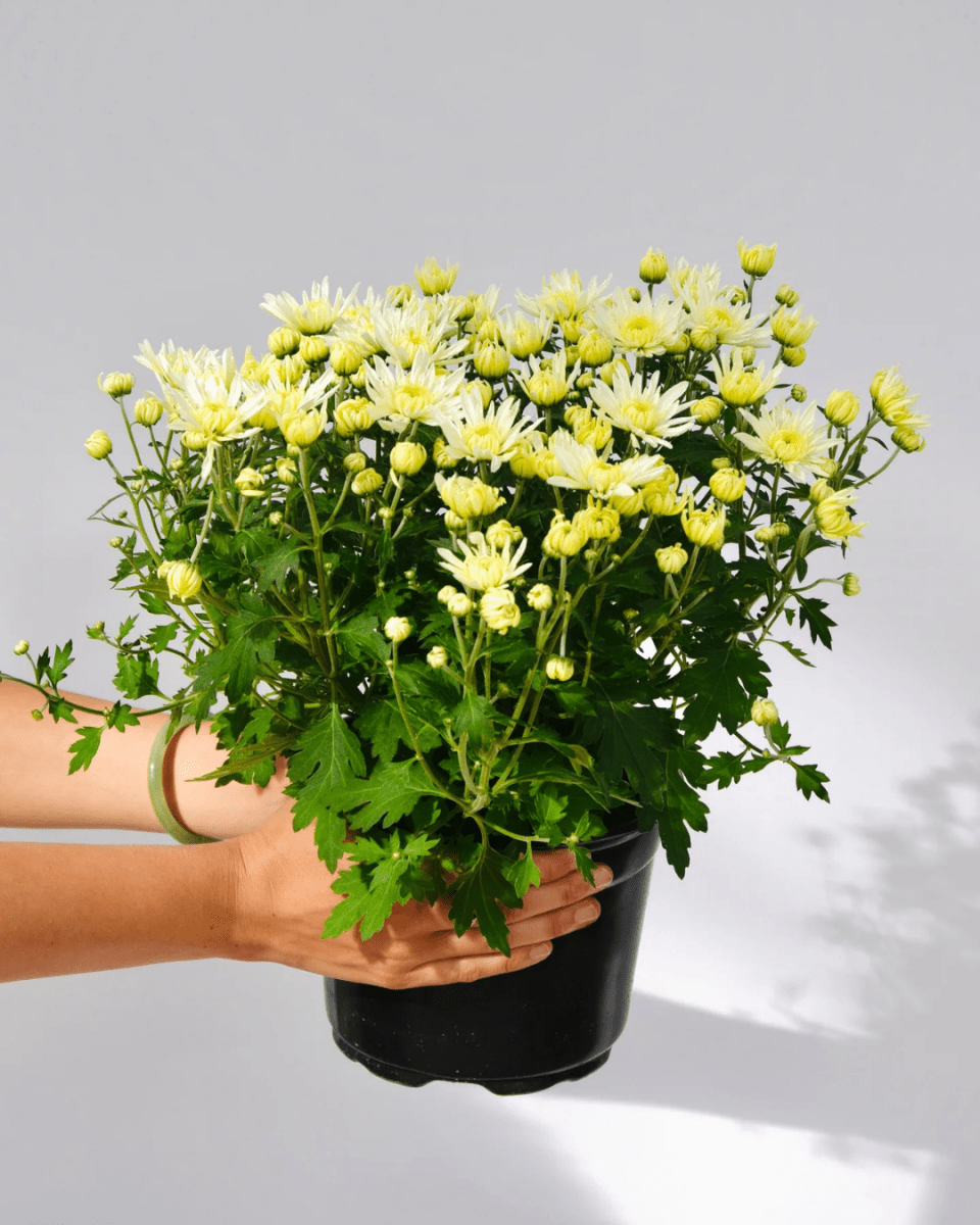 Fall Mums - LandscapeDirect