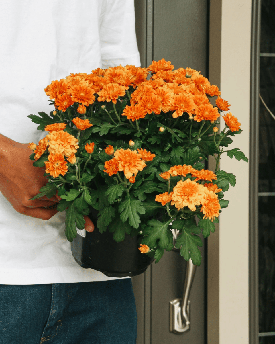 Fall Mums - LandscapeDirect